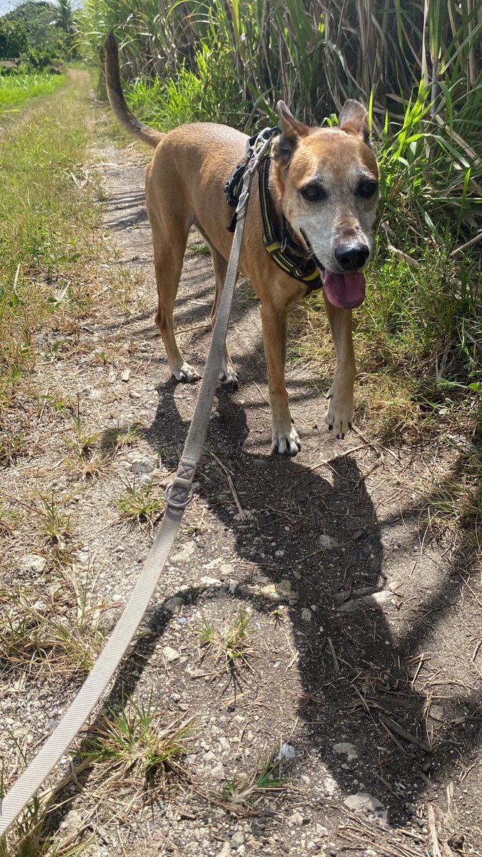 GwadZanimo's tweet photo. SCOUT cherche toujours une famille, elle est née le 18 04 2018.
La vie au refuge lui pèse, elle aspire à plus de calme.
Scout est encore très dynamique. Si vous souhaitez lui ouvrir votre porte et votre coeur appelez via Whastapp le 0690 73-9990 https://t.co/gjnGw8rbNJ