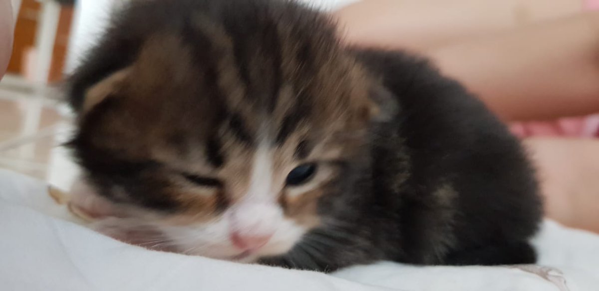 mo_mochieo's tweet photo. my lil baby gato https://t.co/qIMajk3bub