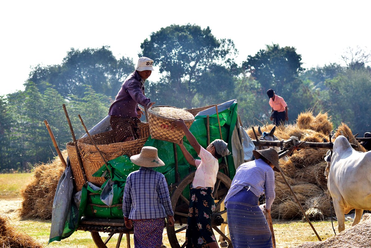 UNinMyanmar's tweet photo. Building resilience across Myanmar - one harvest, one crop, and one business at a time.

Through @LIFTfund communities are strengthening food security, sustainable livelihoods, and climate resilience for a stronger future.

🔗 https://t.co/FVsaBjab5Y https://t.co/sCoHXkFA8x