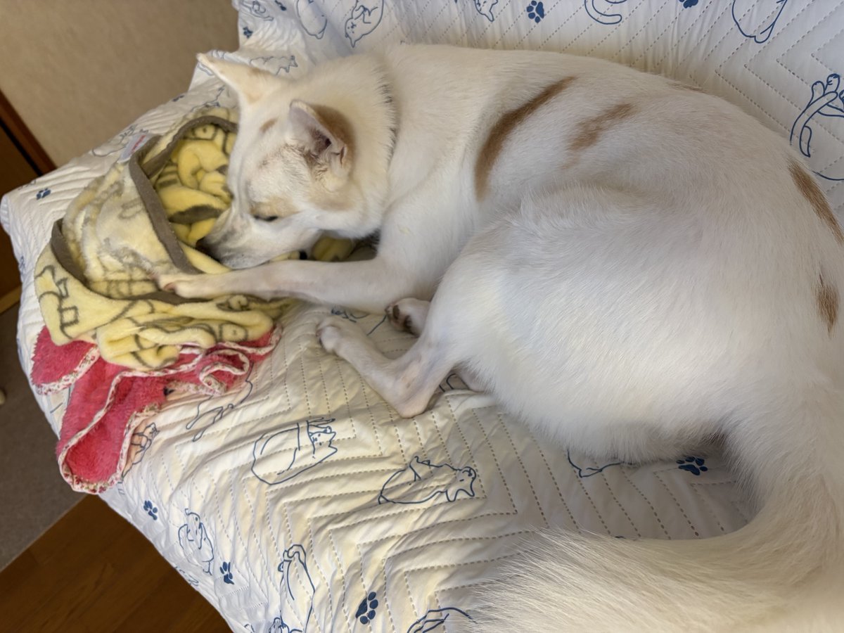 chiettila's tweet photo. 外はめっちゃ暑いけど
涼しい部屋で毛布吸うのサイコー https://t.co/0IcgIepnzM