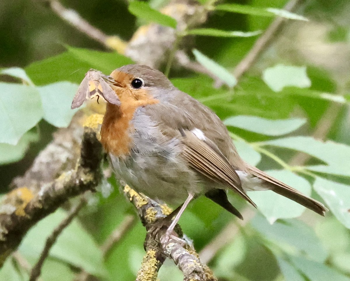 mark@birdingpinoso tweet media