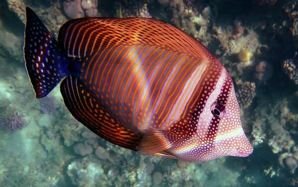 HurmerintaArt's tweet photo. The Red Sea Sailfin Tang, Zebrasoma desjardinii, grows to a maximum length of 40 cm (16"). The coloration may vary from one individual to another and within the same individual, depending on age. https://t.co/2X0fU52rwo
#walldecoration #underwaterphotographs https://t.co/d42ErcRbo2