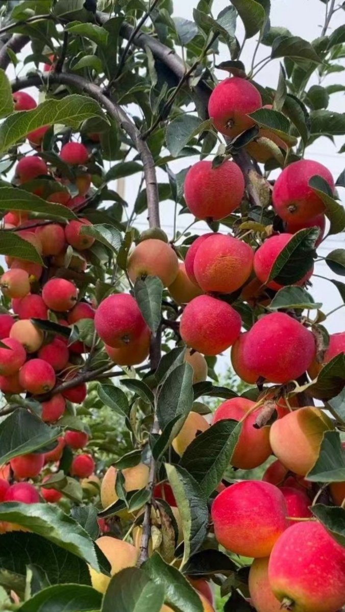 AshlieTomer's tweet photo. Neighbor dropped off homemade apple pie + a note saying it’s from our shared apple tree in the yard—love this little neighborhood warmth!， https://t.co/vMtRvk8myp