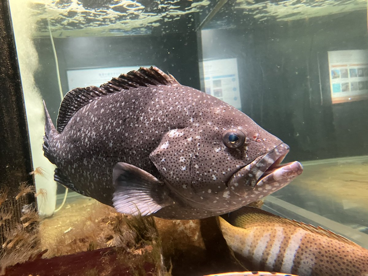 aktkariri's tweet photo. 夏休みに入り、忙しくなってきました。
こちらの渋い色の魚はツチホゼリ。
島口…いわゆる奄美の地方名でタバネバリとも呼ばれます。(T.K) https://t.co/WshDgmgsng