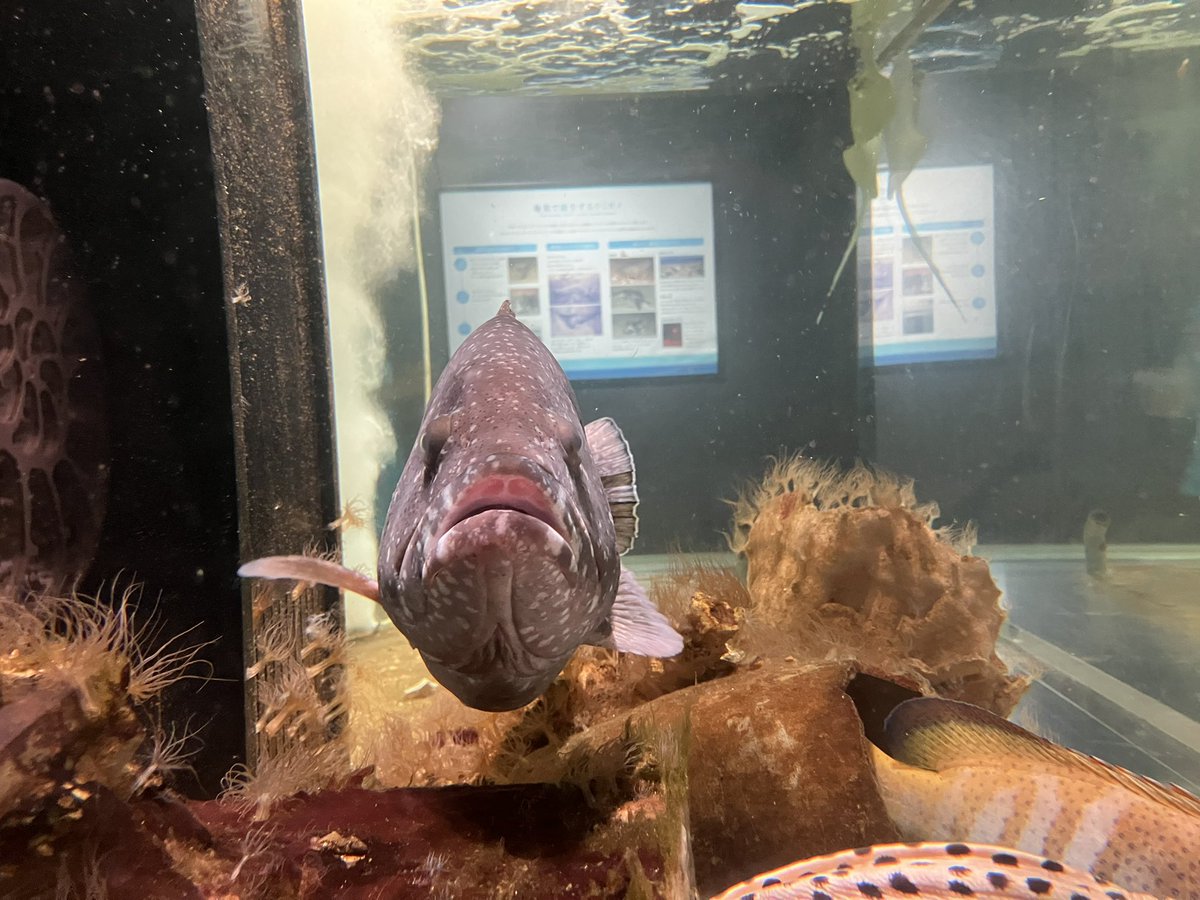 aktkariri's tweet photo. 夏休みに入り、忙しくなってきました。
こちらの渋い色の魚はツチホゼリ。
島口…いわゆる奄美の地方名でタバネバリとも呼ばれます。(T.K) https://t.co/WshDgmgsng