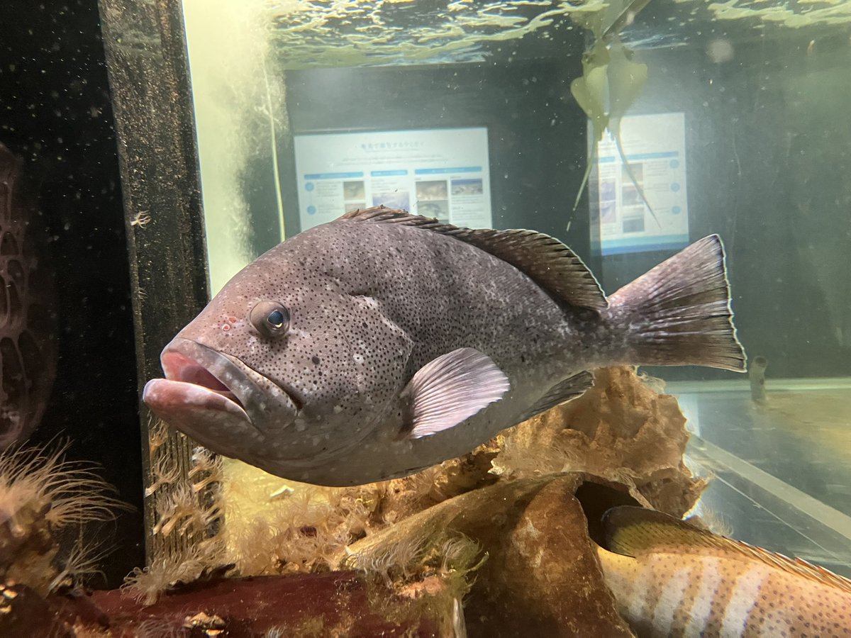 aktkariri's tweet photo. 夏休みに入り、忙しくなってきました。
こちらの渋い色の魚はツチホゼリ。
島口…いわゆる奄美の地方名でタバネバリとも呼ばれます。(T.K) https://t.co/WshDgmgsng