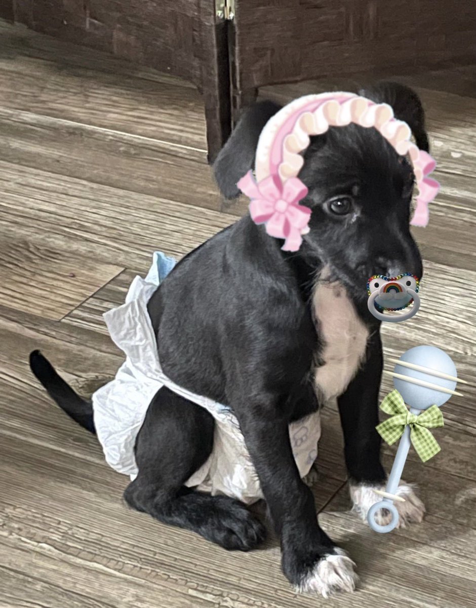 yves8nts's tweet photo. midnight escaped the backyard so as punishment i'm posting his baby photos. grown ass man in a diaper https://t.co/LPIwadAEr4