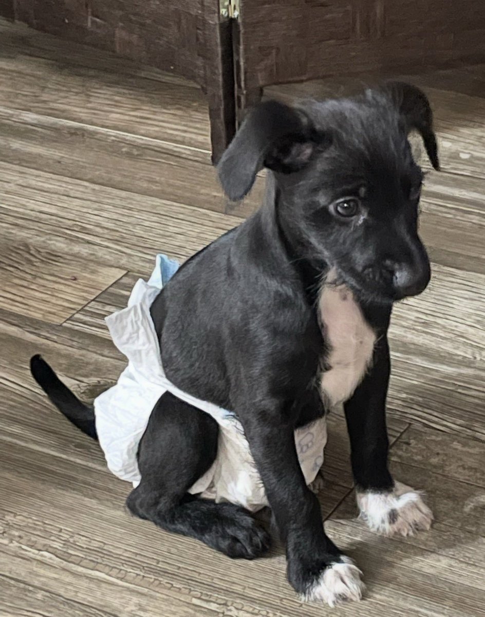 yves8nts's tweet photo. midnight escaped the backyard so as punishment i'm posting his baby photos. grown ass man in a diaper https://t.co/LPIwadAEr4