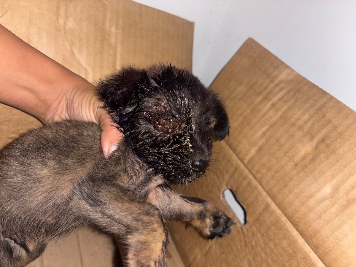 nana1gc's tweet photo. Sin palabras💔necesito AYUDA URGENTE 

Se la están comiendo viva los gusanos 
Tendrá máximo un mes y ya está sufriendo tanto💔

Sin ayudas económicas no podemos hacer nada por ella. Por favor debemos pagar para que la reciban en la vet o puede morir😪 https://t.co/FMqZZFWE7y