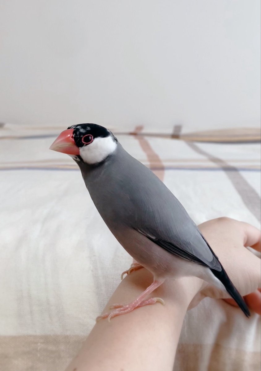 livingstone2_5's tweet photo. なんて美しいの〜！✨
と褒められている文鳥さん https://t.co/ZbAx3IwxNl