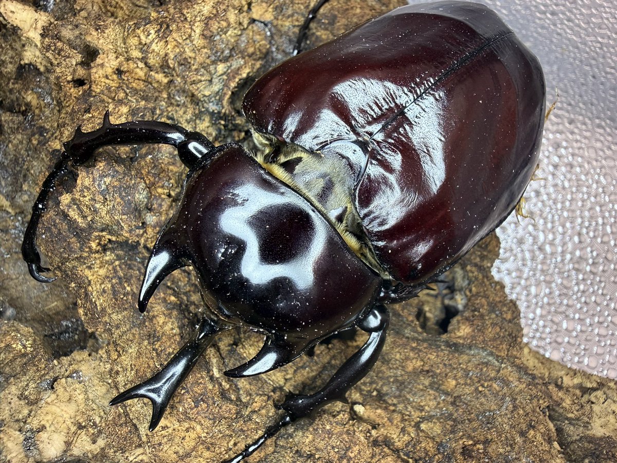 SUSNDxPxHhPjRcB's tweet photo. 📢 8月15日(土)は BEETLE KINGDOM に出店します!
クワカブだけでなく、ケース等用品も多数ご用意して皆様をお待ちしております✨
離島便もあるかも?
📍会場:東海市商工センター
🕥 先行入場 10:30~
🕚 一般入場 11:00~
皆様のご来場をお待ちしております😊
#BEETLEKINGDOM
#ビートルキングダム https://t.co/K6b38QsWu7