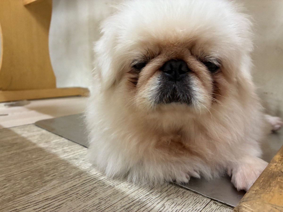 wandan_dog's tweet photo. おはようございます☀️
本日も12:00~18:00営業しております🌟 https://t.co/S9BvXNXkok