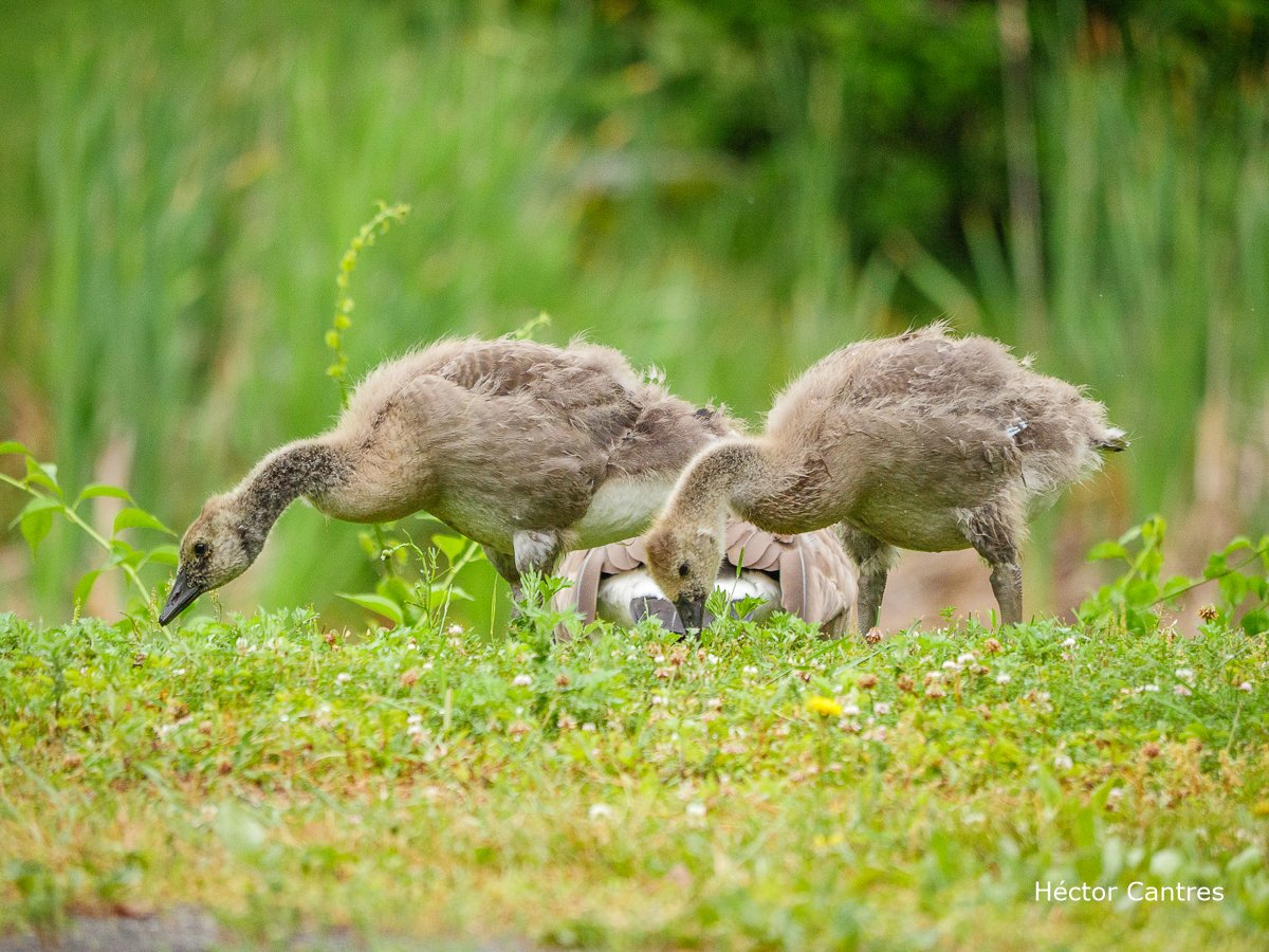 HectorCantres's tweet photo. Fluffy goslings ❤️
#goslings #geese #BirdPhotography #birding #birds #birdwatching #IBirdNY #WildlifePhotography #HacerFotos #ThePhotoHour https://t.co/ntWtTB1pSF