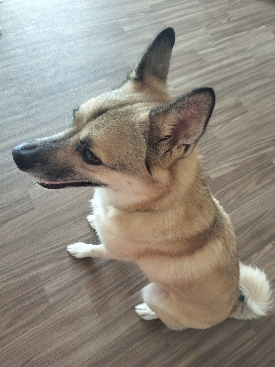 tarechan88's tweet photo. いつどこから見てもかわいいね https://t.co/pYLvEeH4ZR