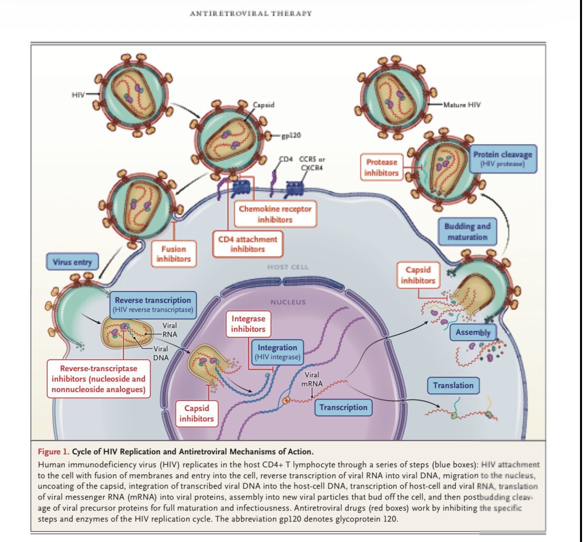 ale_ortizMD's tweet photo. Just released 🔥🔥🔥 an amazing review of the current antiretroviral therapy 

https://t.co/gGCIHvzisG https://t.co/XFycZ0G3el