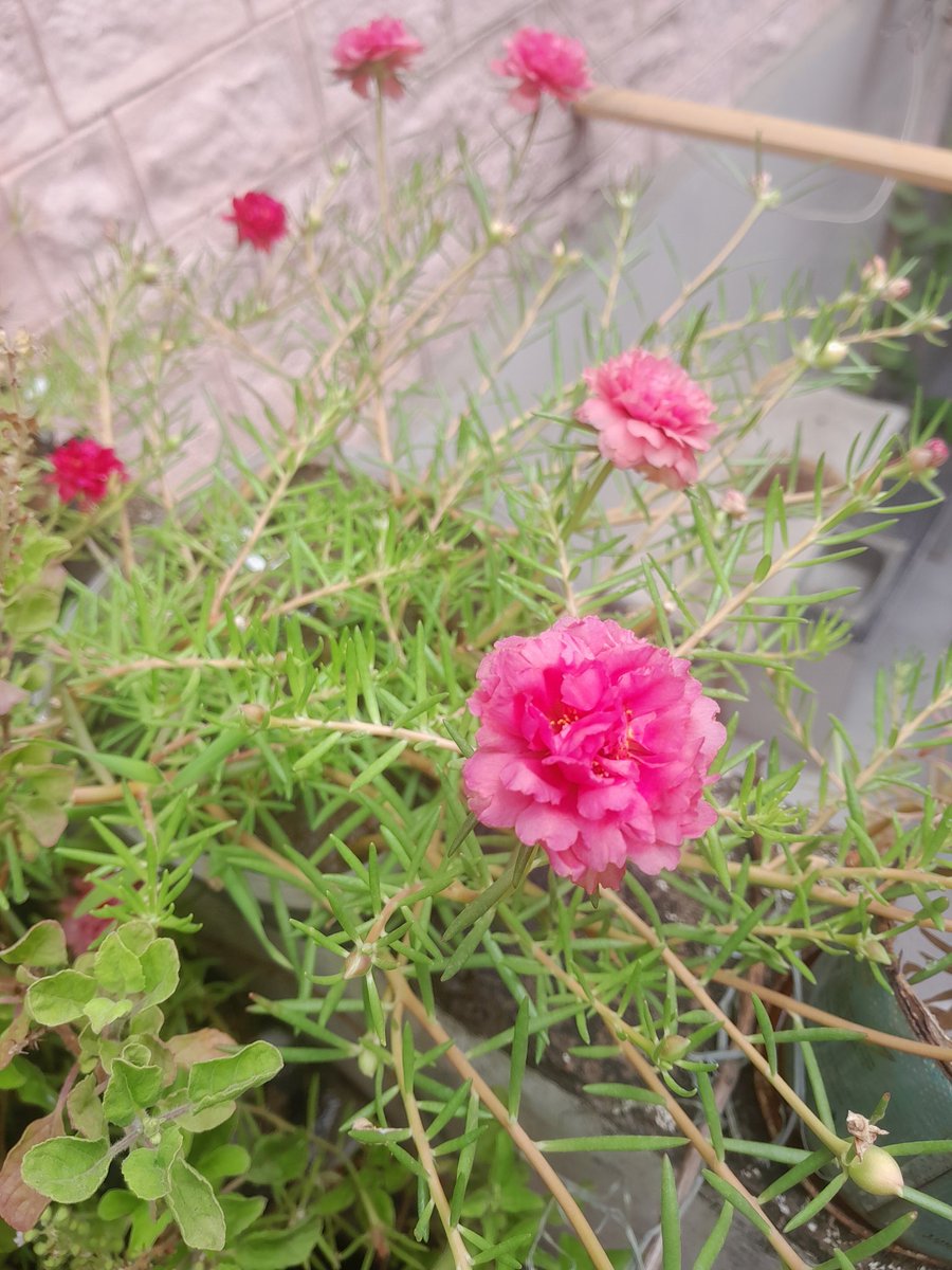 bts_deprived's tweet photo. good morning to BTS and ARMY only 😘
#FlowerForHobi https://t.co/OVj9muuOVl