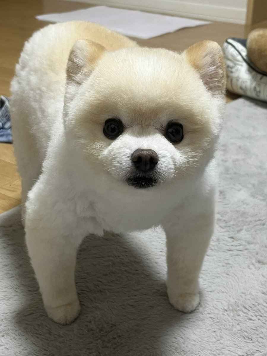 yuyuyuyumee's tweet photo. 今日はオイラの10歳の誕生日だワン！！！！
21時からXで誕生日生配信を予定しているわん！🥳 https://t.co/OMoK5kGaB3
