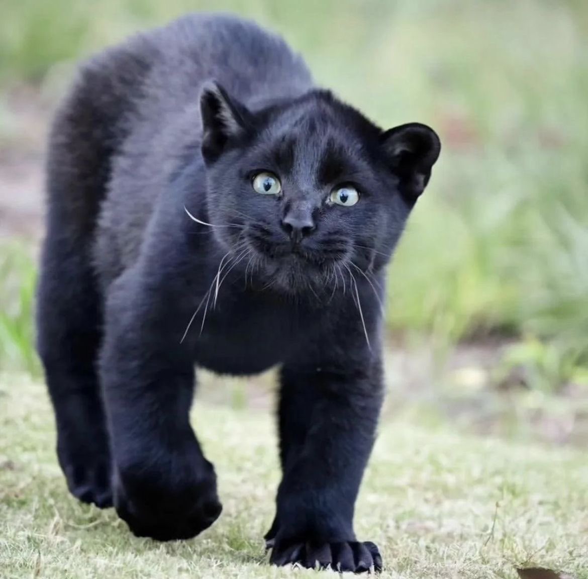 blackscats's tweet photo. This Black Serval look like a cute black kitten 🥹🖤 https://t.co/6yniHs06pM