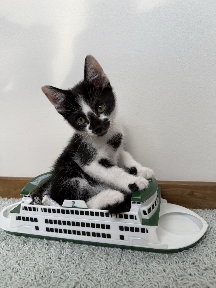 hailey_lp's tweet photo. Today on “I could put a kitty in there” https://t.co/8vwBwNWYaa