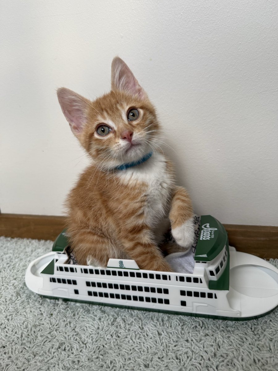 hailey_lp's tweet photo. Today on “I could put a kitty in there” https://t.co/8vwBwNWYaa