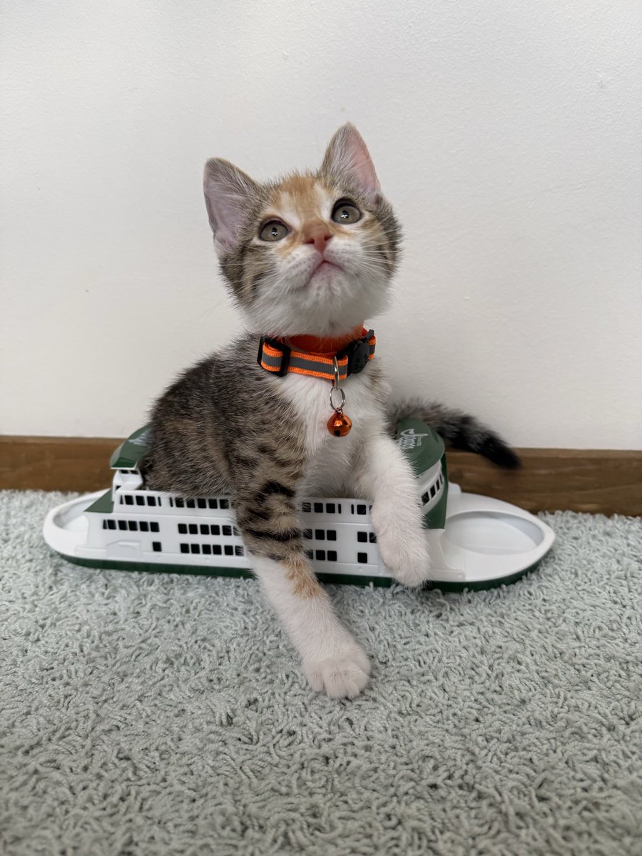 hailey_lp's tweet photo. Today on “I could put a kitty in there” https://t.co/8vwBwNWYaa