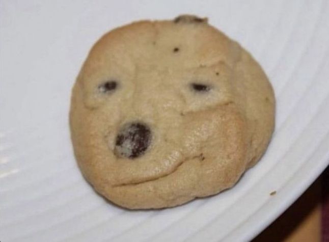 equine__dentist's tweet photo. was going to eat this cookie but it has such a smug look about it i can’t bring myself to do it https://t.co/G31whlt7nN