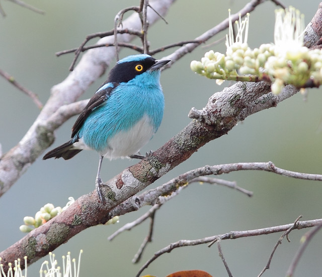 brasil_aves's tweet photo. 🇧🇷Saí-de-máscara-preta
🌎Dacnis lineata
Conservação: Pouco Preocupante

A saí-de-máscara-preta é uma ave passeriforme da família Thraupidae.

📷 Anselmo d`Affonseca https://t.co/88LFM2F8tr