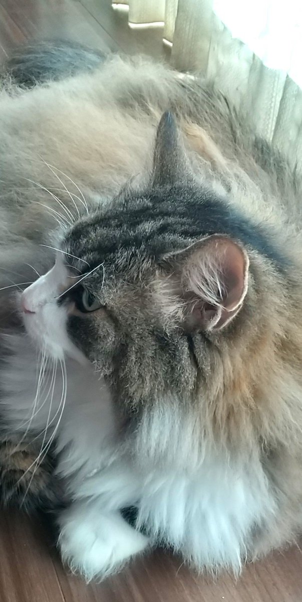 neko2suzu's tweet photo. 今日も😼よろしくです✨
#ノルウェージャンフォレストキャット #猫 #もふもふ https://t.co/eEoYNmXztg