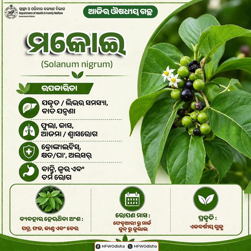 HFWOdisha's tweet photo. ବିଭିନ୍ନ ରୋଗର ପ୍ରାକୃତିକ ଉପଚାର ପାଇଁ ଏକ ଅତ୍ୟନ୍ତ ଗୁରୁତ୍ୱପୂର୍ଣ୍ଣ ଔଷଧୀୟ ଗଛ - ମକୋଇ 

ପ୍ରକୃତି ସହ ଯୋଡ଼ି ହୋଇ ଏକ ସ୍ୱାସ୍ଥ୍ୟକର ଜୀବନଶୈଳୀ ଆପଣାନ୍ତୁ l

@moayush @CMO_Odisha @MohanMOdisha @MahalingMukesh @MoHFW_INDIA @AyushmanNHA https://t.co/fYtTi2tOBn