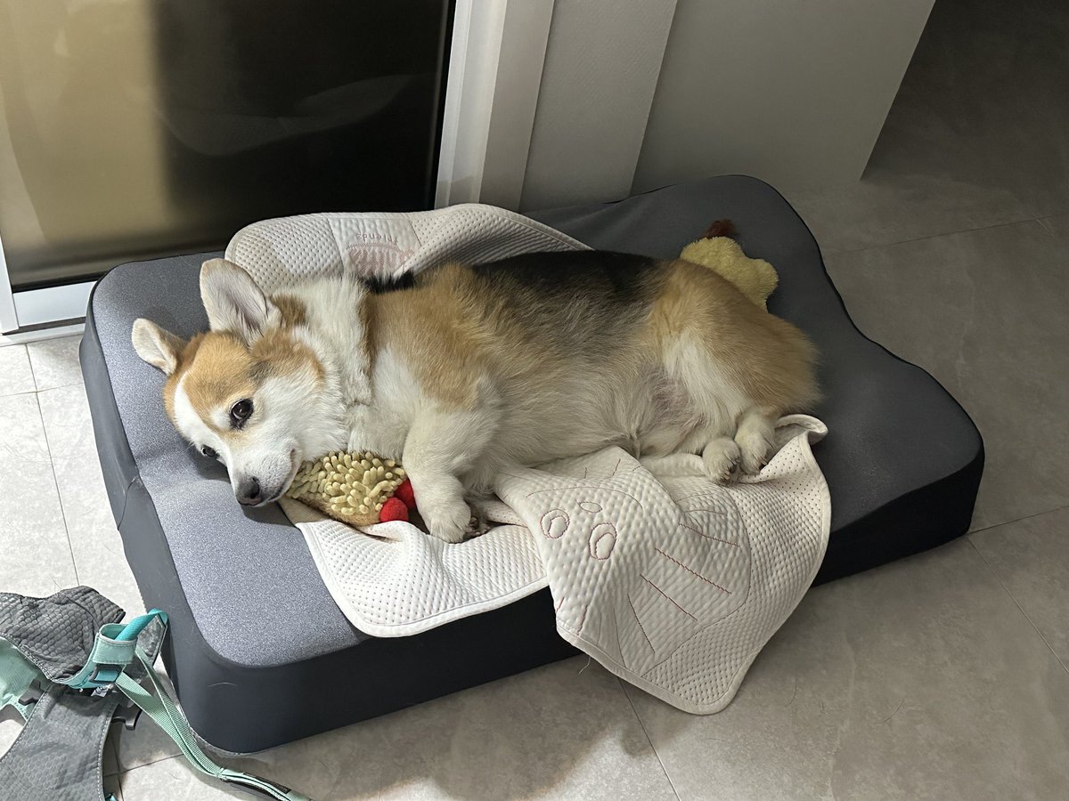 joeli_0517's tweet photo. 볼트는 에리에 비하면 정말 한줌이랍니다 https://t.co/6MHYBrjdvR