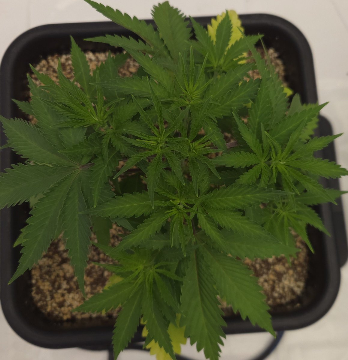 kclightup's tweet photo. This @beleaf_cannabis Nine Lions S1 is going to nice bushy plant. She has a bunch of tops already and I'm work on building a trellis net setup now.
Grown in @autopotusa 3.9 gallon system and using #koshernutrients and #secretled SL-760 light above these beauties https://t.co/RkbHpyjp8T