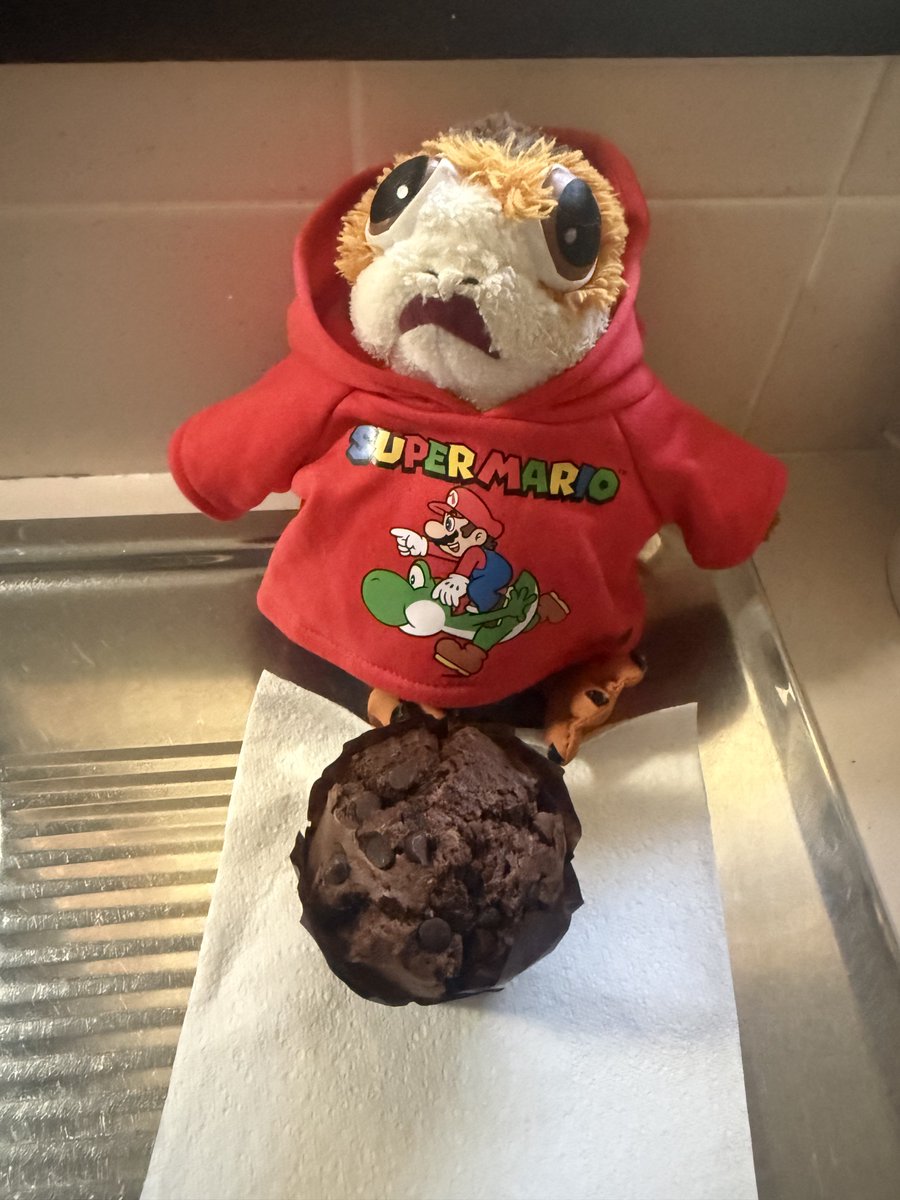 Porgie_Porgkins's tweet photo. Hooman brought me home this massive chocolate chip muffin 🤤 I’m gonna enjoy this 
#porgs #porgsofx #tatertotsquad https://t.co/q4TMSR8qVw