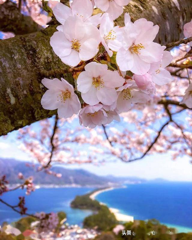 NoreenSouthmayd's tweet photo. Just stumbled on a sun-dappled cherry blossom lane in Kyoto, wind carrying soft petals—this tiny, perfect moment makes the whole trip worth it https://t.co/wEcy3WG11F