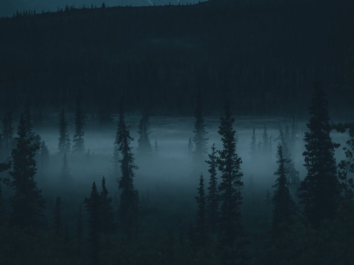 NatureRoot88's tweet photo. Alaska https://t.co/ApDQL9y65B
