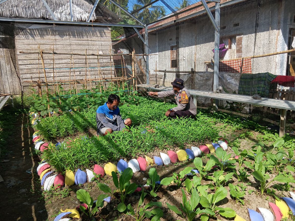 HumasResMajene's tweet photo. MAJENE - Perkuat Ketahanan Pangan Nasional, Bhabinkamtibmas Polsek Malunda Bripka Abd. Basir Sambangi  Kebun KWT Dasa Wisma Melati di Dusun Karalembang Barat, Desa Lombong Timur, Kecamatan Malunda, Kabupaten Majene. Kamis (23/7/2026). https://t.co/gH4WGsM11Z