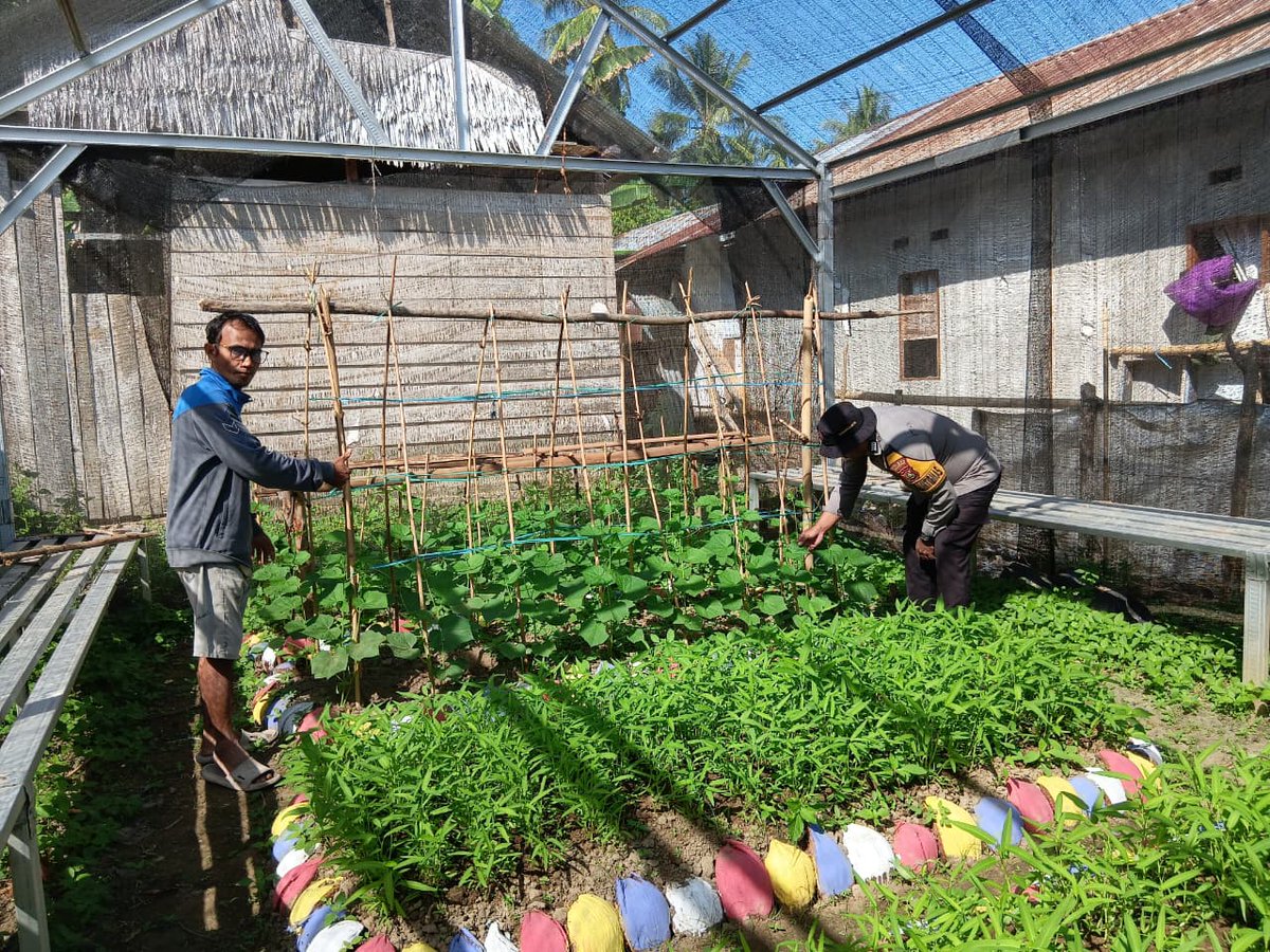 HumasResMajene's tweet photo. MAJENE - Perkuat Ketahanan Pangan Nasional, Bhabinkamtibmas Polsek Malunda Bripka Abd. Basir Sambangi  Kebun KWT Dasa Wisma Melati di Dusun Karalembang Barat, Desa Lombong Timur, Kecamatan Malunda, Kabupaten Majene. Kamis (23/7/2026). https://t.co/gH4WGsM11Z