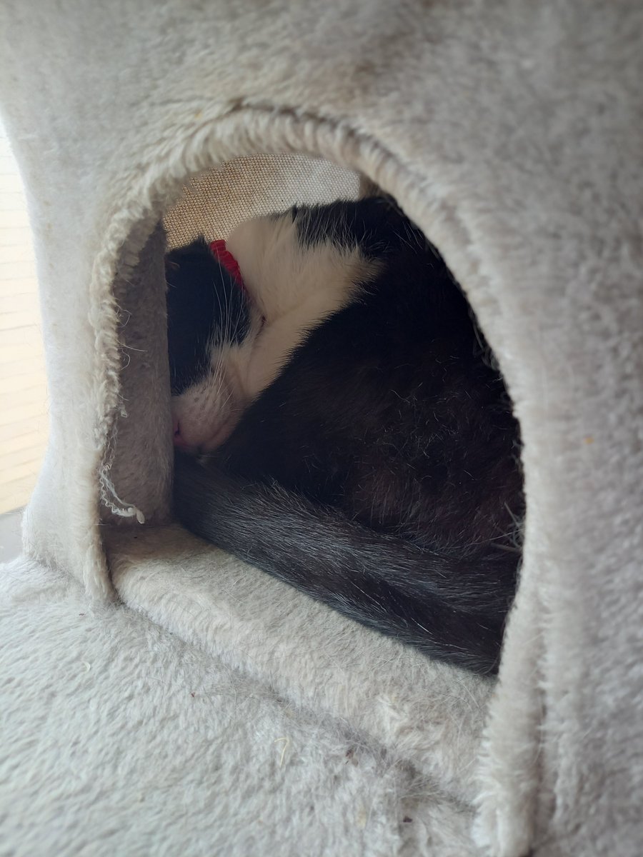 mo___fu___ri's tweet photo. まったりニャンズ。9時50分頃、ゆあのドデカ激怒ボイスが聞こえてきて様子を見に行ったら、さくちゃんとゆあが揉めてて😾😾さくちゃんの右目のすぐ横に、ゆあの爪の脱け殻が刺さってた💦ギリギリのところ。片方しかない右目は止めてよー💦興奮ニャンズをなだめてたから10時からの会議に遅参したよ😫 https://t.co/bXybCUhxar