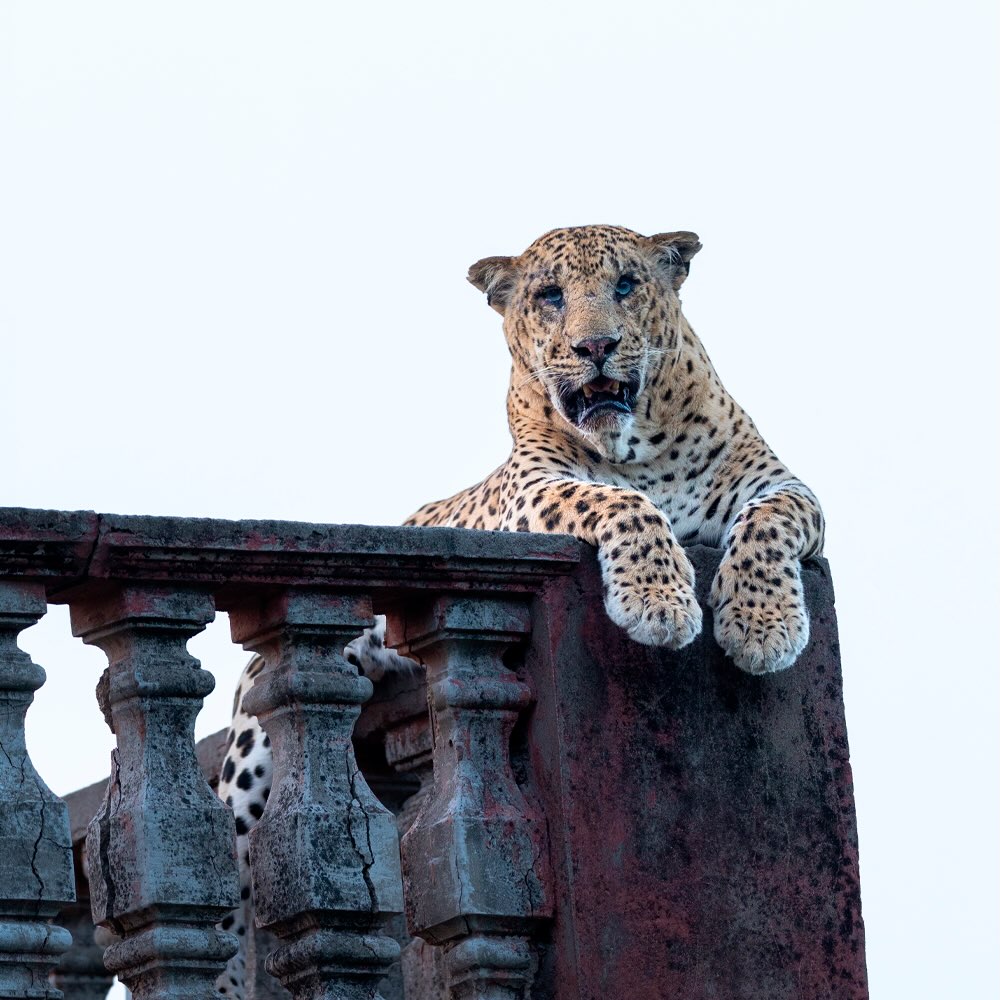 AcervoCharts's tweet photo. Leopardo foi flagrado admirando a floresta no alto de uma torre de vigilância abandonada. https://t.co/6sIEkkSZqv