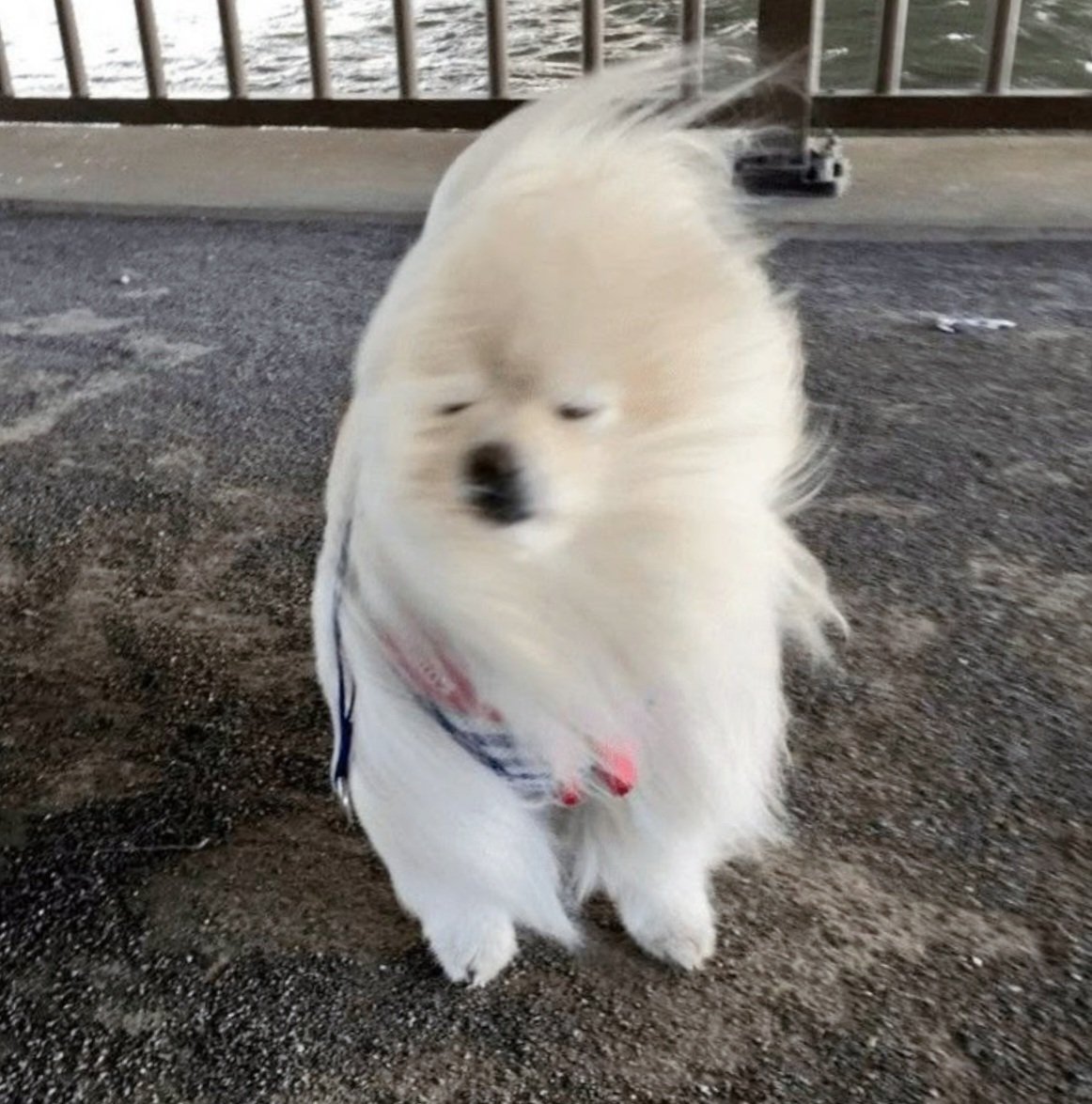 hanikebab's tweet photo. little puppy 🐶🌬 dunkppy ☺️🤲🏻🌟 https://t.co/nhaFimpkak