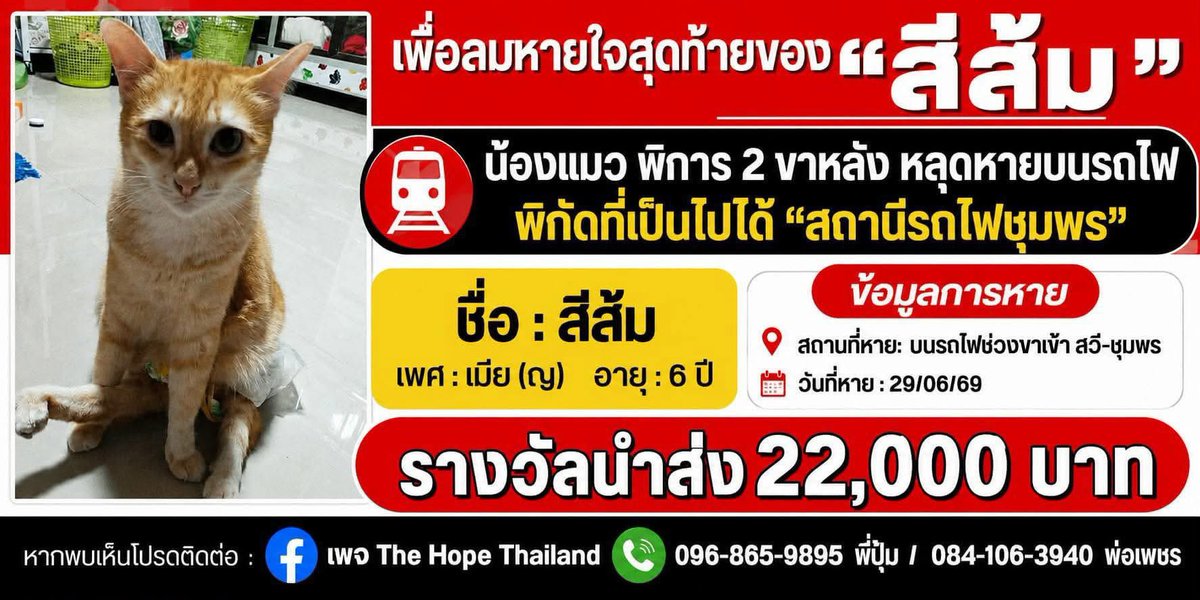 KhaohomSiri's tweet photo. pls rt ช่วยกันแชร์หน่อยค่ะ

น้องหายไป 24วันแล้ว ยังไม่พบน้องเลย ไม่อยากให้เรื่องเงียบหายไปค่ะ 

#แมวหาย #แมวหายบนรถไฟ #แมวส้มแปลกหน้าที่อยากเจอ #ส้มส้ม #สถานีรถไฟชุมพร https://t.co/7T2H5VJmwE