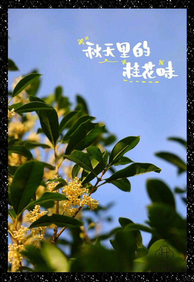 17cqARwnq61I1gt's tweet photo. 今日秋分，风里都裹着桂花香，早晚记得添件薄外套呀， https://t.co/eNMluGqtII
