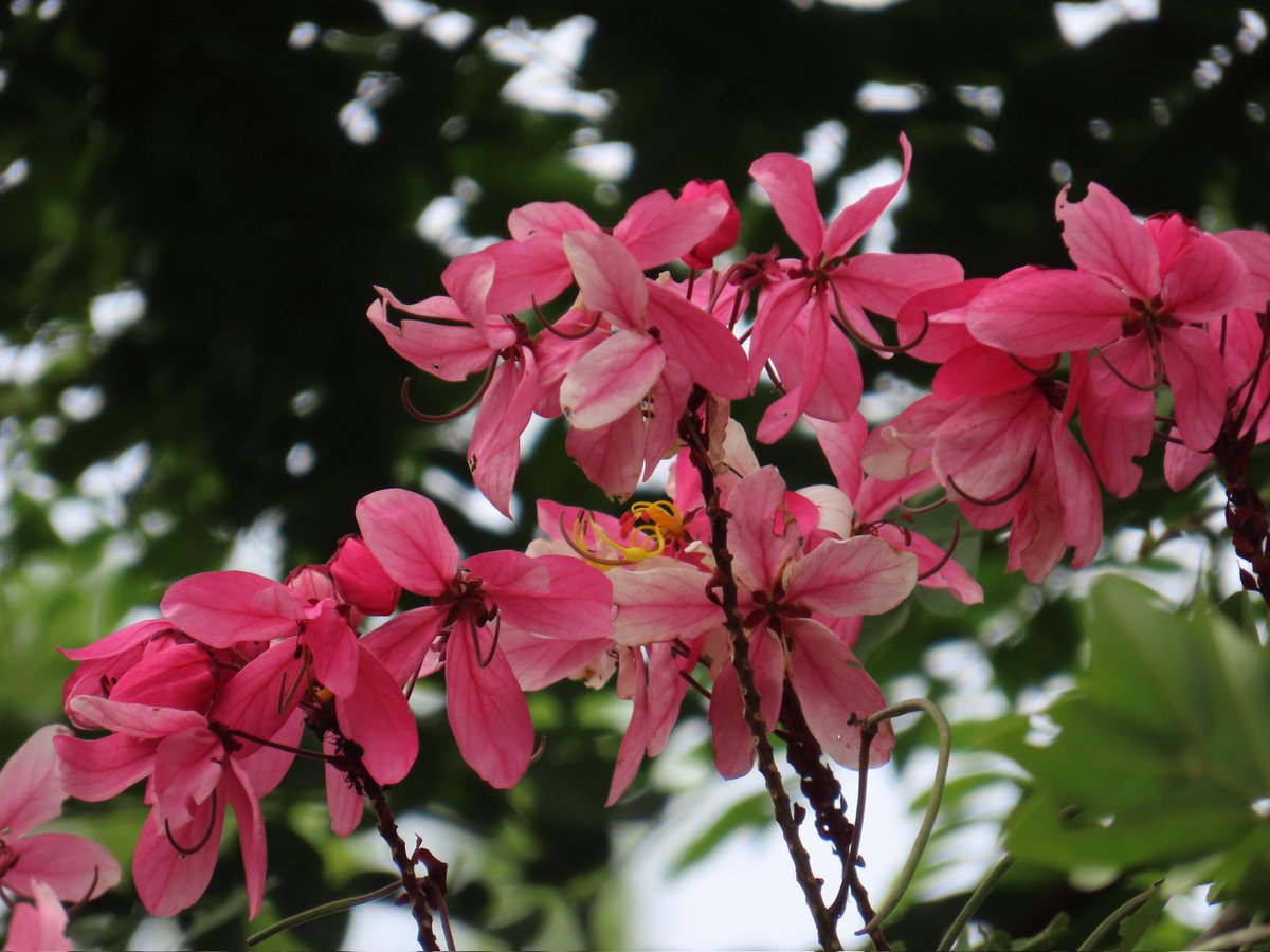 vrundavs's tweet photo. They can brighten up~~
Any gloomy day~~
Cassia javanica 🌸🌸🌸🌸
#wildtrees #pinkflowers #july https://t.co/uo8WfqtJVH