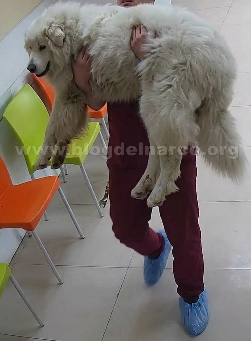 blogdelnarcomex's tweet photo. Rocky el perrito de 14 años que fue arrastrado y atropellado en Saltillo por la HDSPTM de su dueña Liliana, que ya fue detenida, murió este día por la gravedad de sus heridas, LEE MÁS AQUÍ 👇👉 https://t.co/Ifes8idkKY https://t.co/mTKGbIk9wy