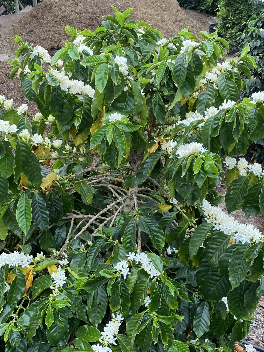 HalconRanchMgt's tweet photo. Coffee Cherry Flowers in a magnificent bloom. (Santa Barbara) #coffee #california https://t.co/T0GaH0oRKj