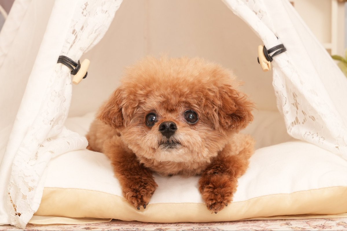 本多真梨子 tweet media