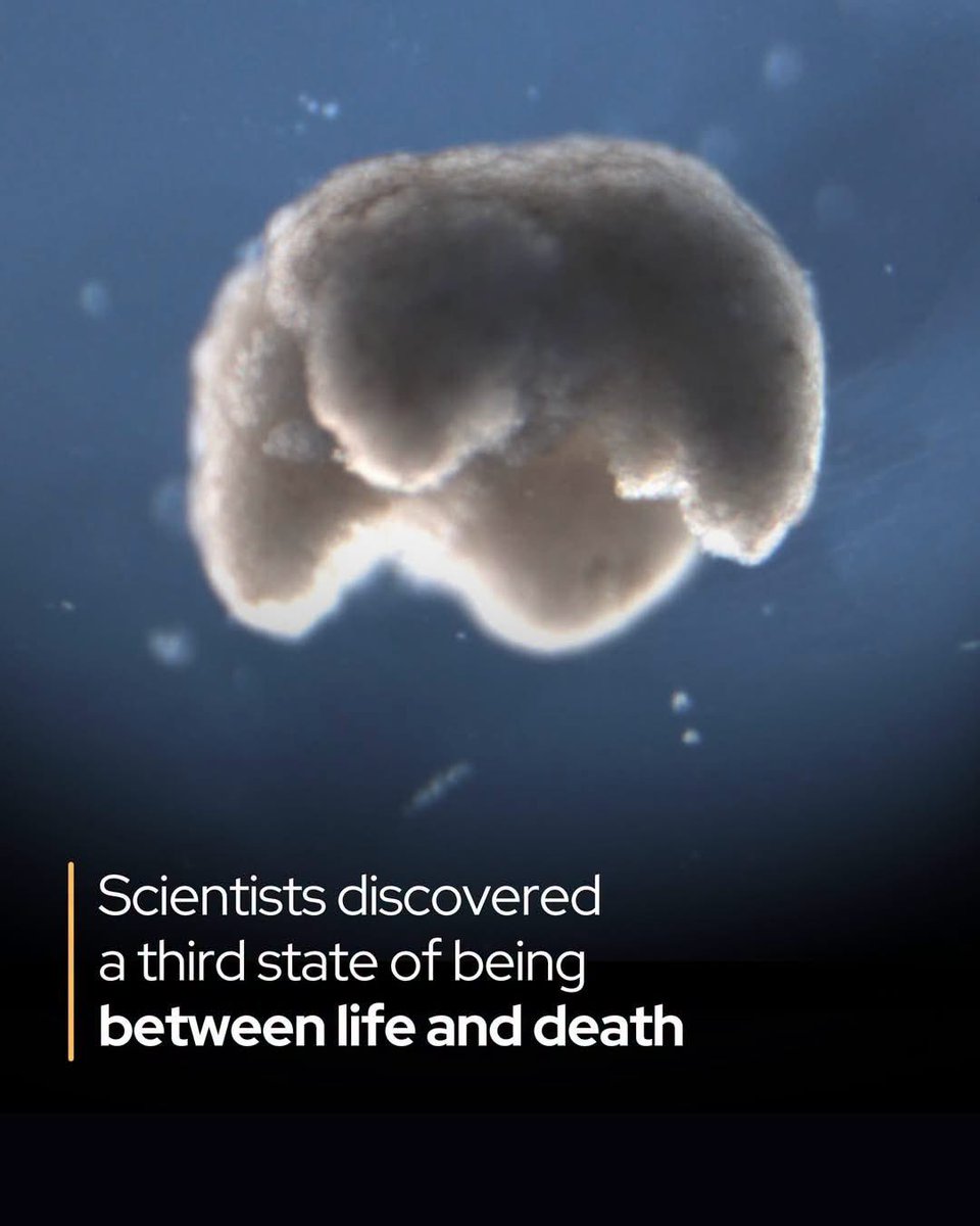 ShiningScience's tweet photo. We’ve officially  found a “third state” between life and death.

Some cells don’t die when we do. They adapt, reorganize, and sometimes rebuild.
Scientists have discovered that certain cells – when removed from a dead organism and given the right environment – can take on entirely new life. In some cases, they organize themselves into living, mobile structures with unique behaviors and functions. This state, researchers say, isn’t truly life or death. It’s something in between: a third state.

In one experiment, skin cells from a deceased frog embryo were placed in a petri dish. There, they spontaneously assembled into tiny organisms now called xenobots. Unlike ordinary cells, these structures could move on their own, heal damage, and even replicate – not through growth, but by shaping other cells into copies of themselves.

Later, scientists discovered similar behavior in human lung cells. These formed anthrobots – small blobs that navigated their surroundings and even helped repair nearby nerve cells.

This plasticity – the ability of cells to change identity and build new structures – suggests that even after organismal death, some cells retain not just function, but creative potential. And it’s raising new possibilities in regenerative medicine.
In the future, biobots could be designed to deliver drugs, clear arteries, or repair tissues – all built from a patient’s own cells. They degrade naturally within weeks and don't trigger immune rejection.

It’s a strange new frontier: one where death isn’t always the end and cells may still have more to do.

Learn more:
"Biobots arise from the cells of dead organisms − pushing the boundaries of life, death and medicine." The Conversation.

📸Credit: Douglas Blackiston