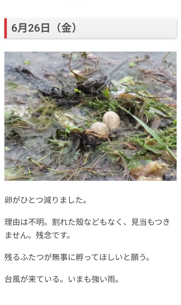 omocoro's tweet photo. 【7/23の特集】

ニュースで見るカモの親子ってマジでめっっちゃかわいくない？？ 俺も見たいので生まれるまでを観察してみました！！（作：藤原 仁）
https://t.co/BXg8j7dfSQ

カイツブリという鳥の卵が孵化するまで毎日観察しました。 https://t.co/DL2N3vOFND