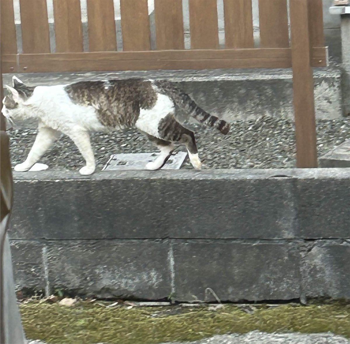 u_manSub's tweet photo. ニャンコーってか？
デカーっていったら俺にガン飛ばした後、もうちょいデカいのもいるニャーってか？ https://t.co/FMP8G8hfpB