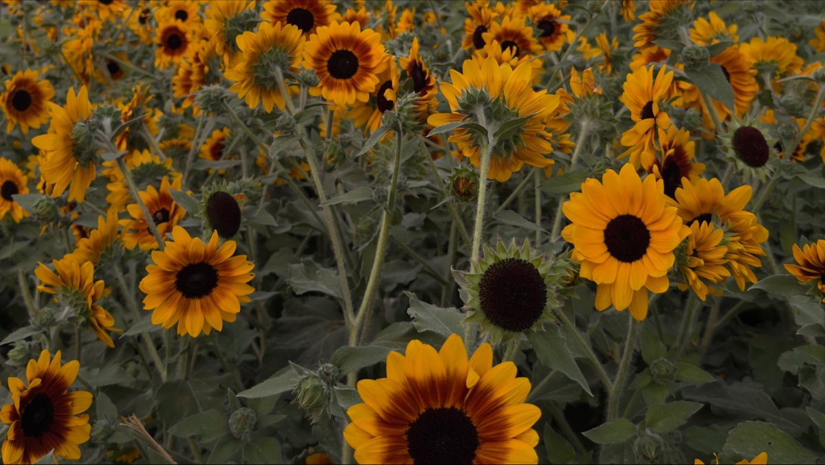 _yyyqp's tweet photo. 🌻☀️ https://t.co/xqMpu9rO5k