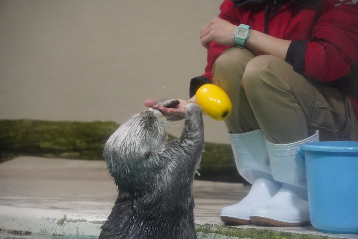 r1828336's tweet photo. 🍋を飼育員さんの手に置きたいキラちゃん
#ラッコ #鳥羽水族館 https://t.co/gjDvasaWqv